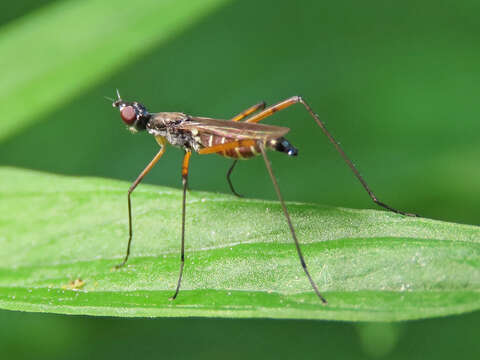 Micropeza corrigiolata (Linnaeus 1767) resmi