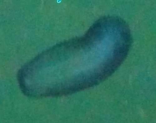 Image of disguised sea cucumber