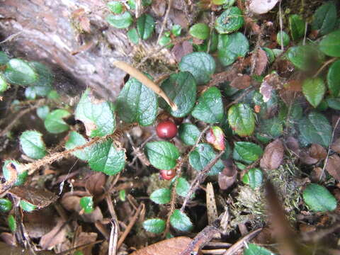 Image de Gaultheria nummularioides D. Don