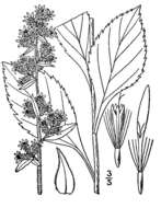 Image of stout goldenrod