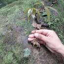 Plancia ëd Zygia longifolia (Willd.) Britton & Rose