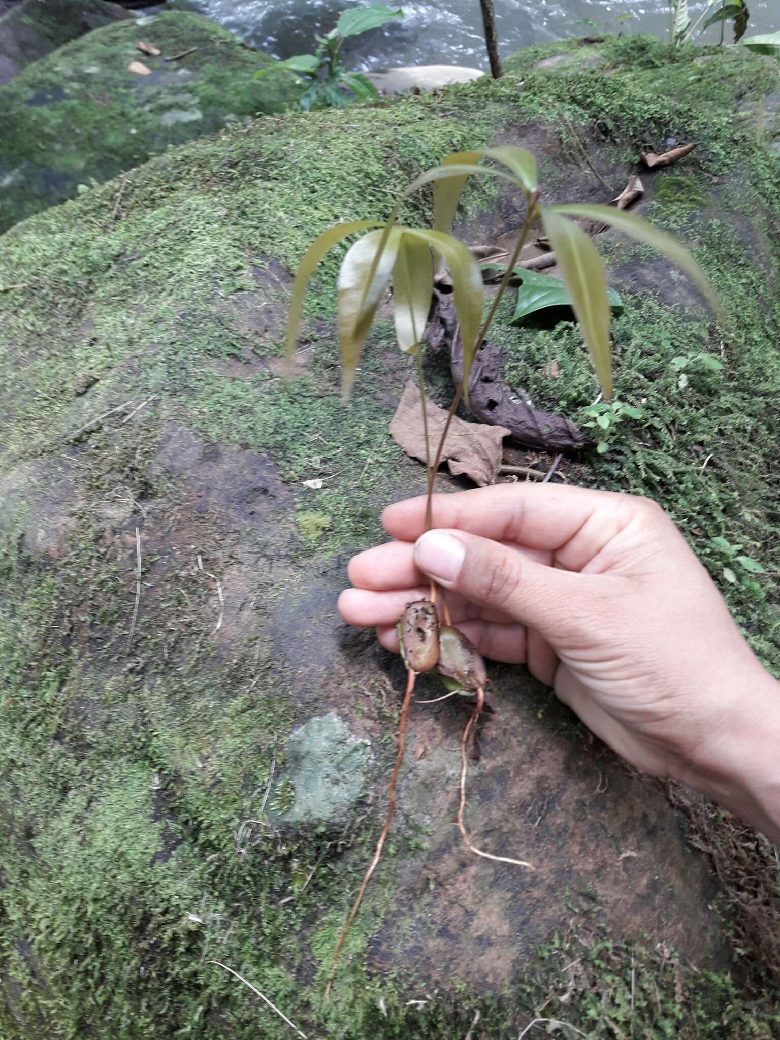 Image of Zygia longifolia (Willd.) Britton & Rose