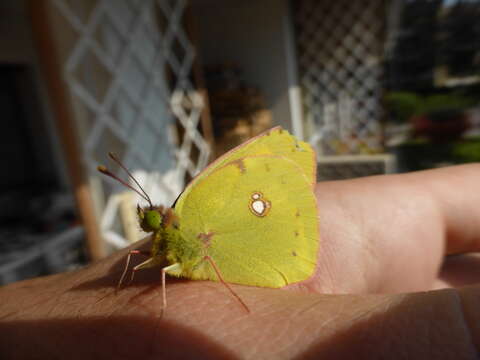 Image of clouded yellow