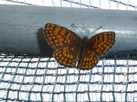 Image of Melitaea athalia