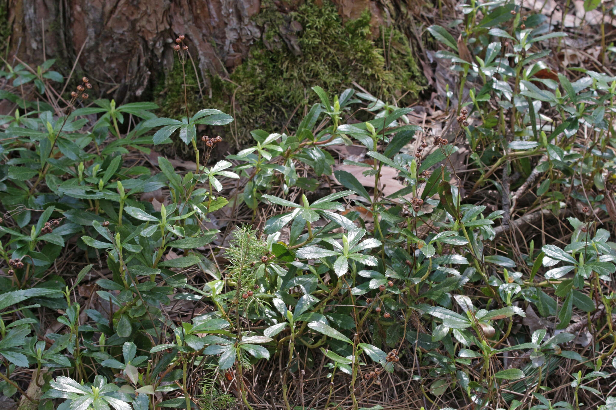 Image of pipsissewa