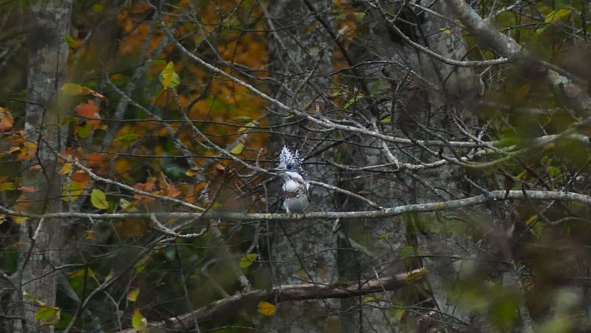 Sivun Megaceryle lugubris pallida (Momiyama 1927) kuva