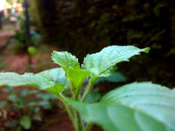 Image of holy basil