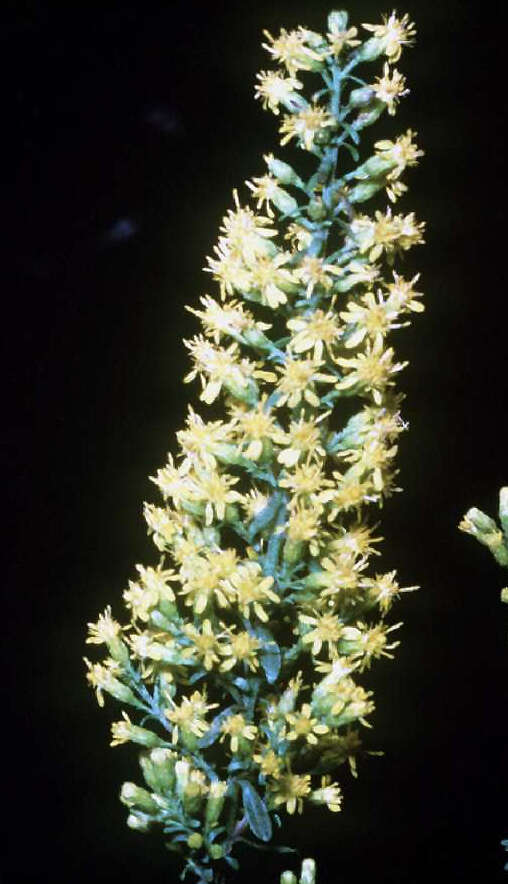 Image of bog goldenrod