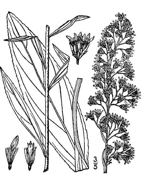 Image of bog goldenrod