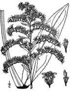 Image of bog goldenrod