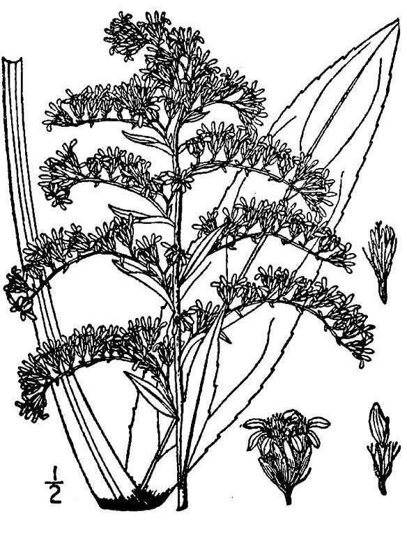 Image of bog goldenrod