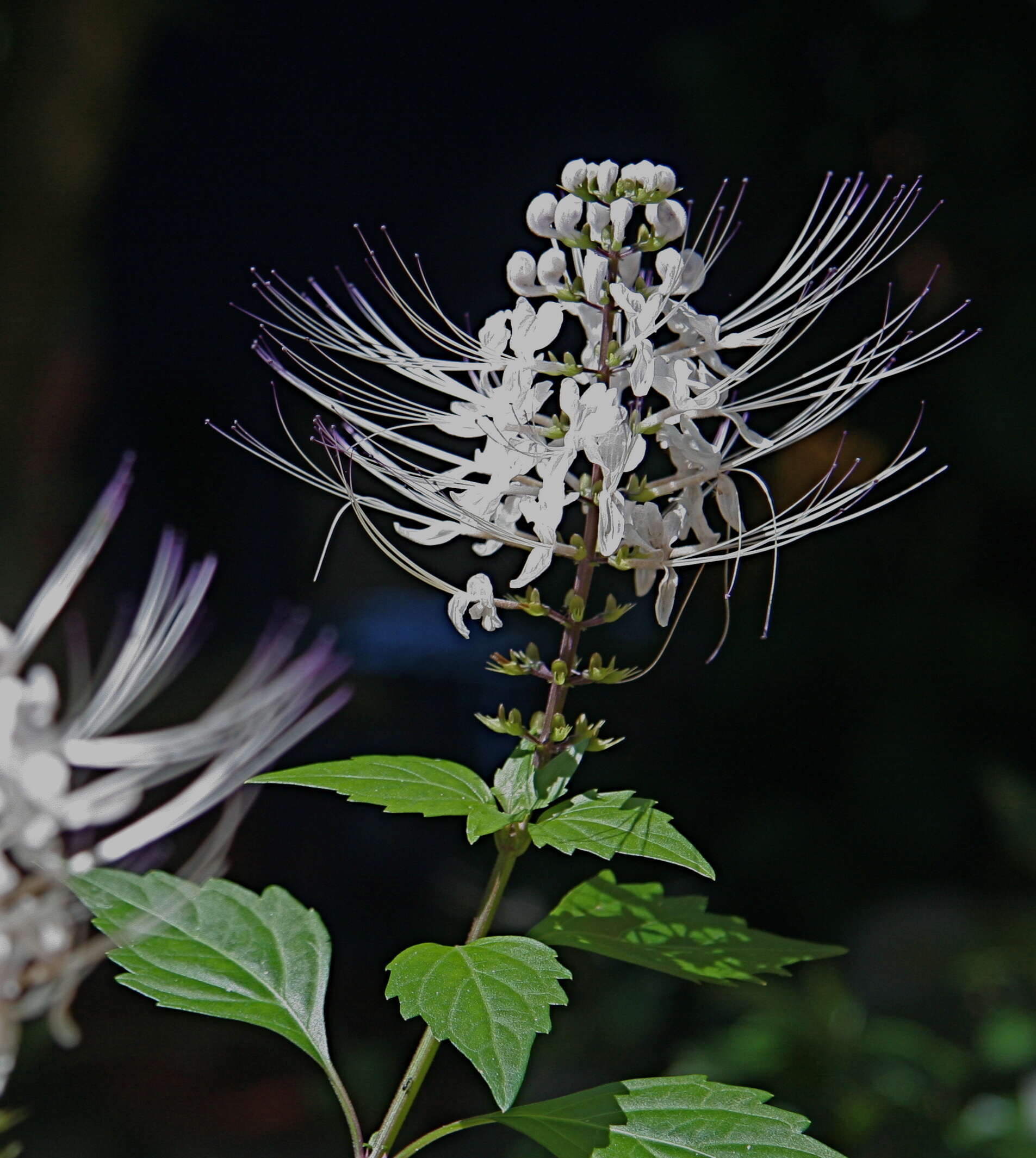 Image of Orthosiphon aristatus var. aristatus