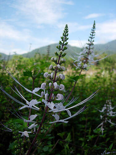 Image of Orthosiphon aristatus var. aristatus