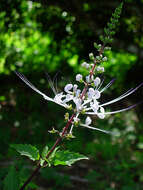 Image of Orthosiphon aristatus var. aristatus