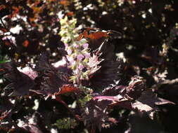 Imagem de Perilla frutescens var. crispa (Thunb.) H. Deane