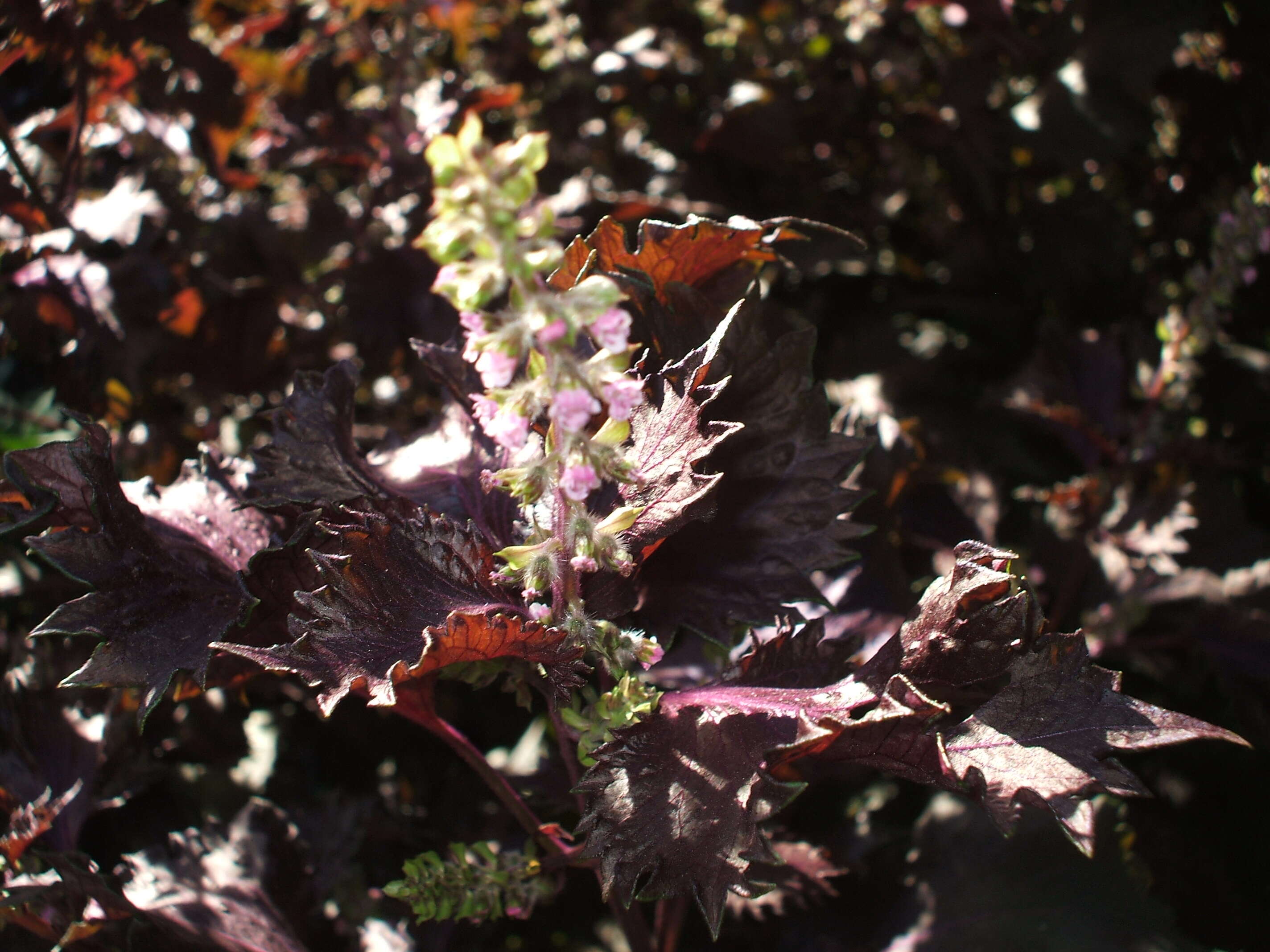 Image of beefsteakplant