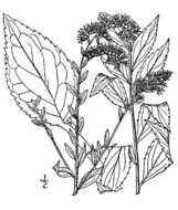 Image of elmleaf goldenrod