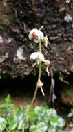 Image of Pyrola morrisonensis (Hayata) Hayata