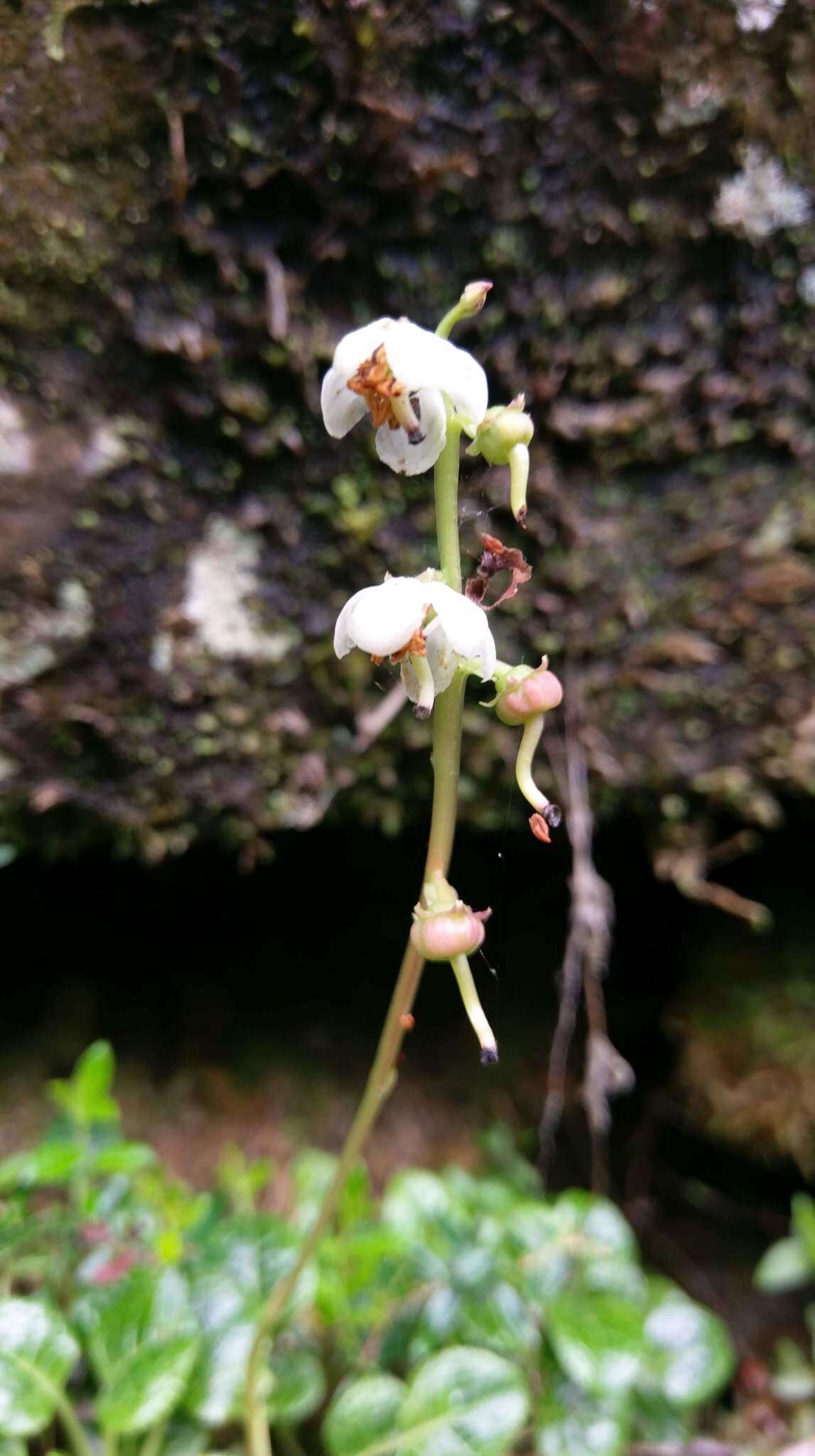 Image of Pyrola morrisonensis (Hayata) Hayata