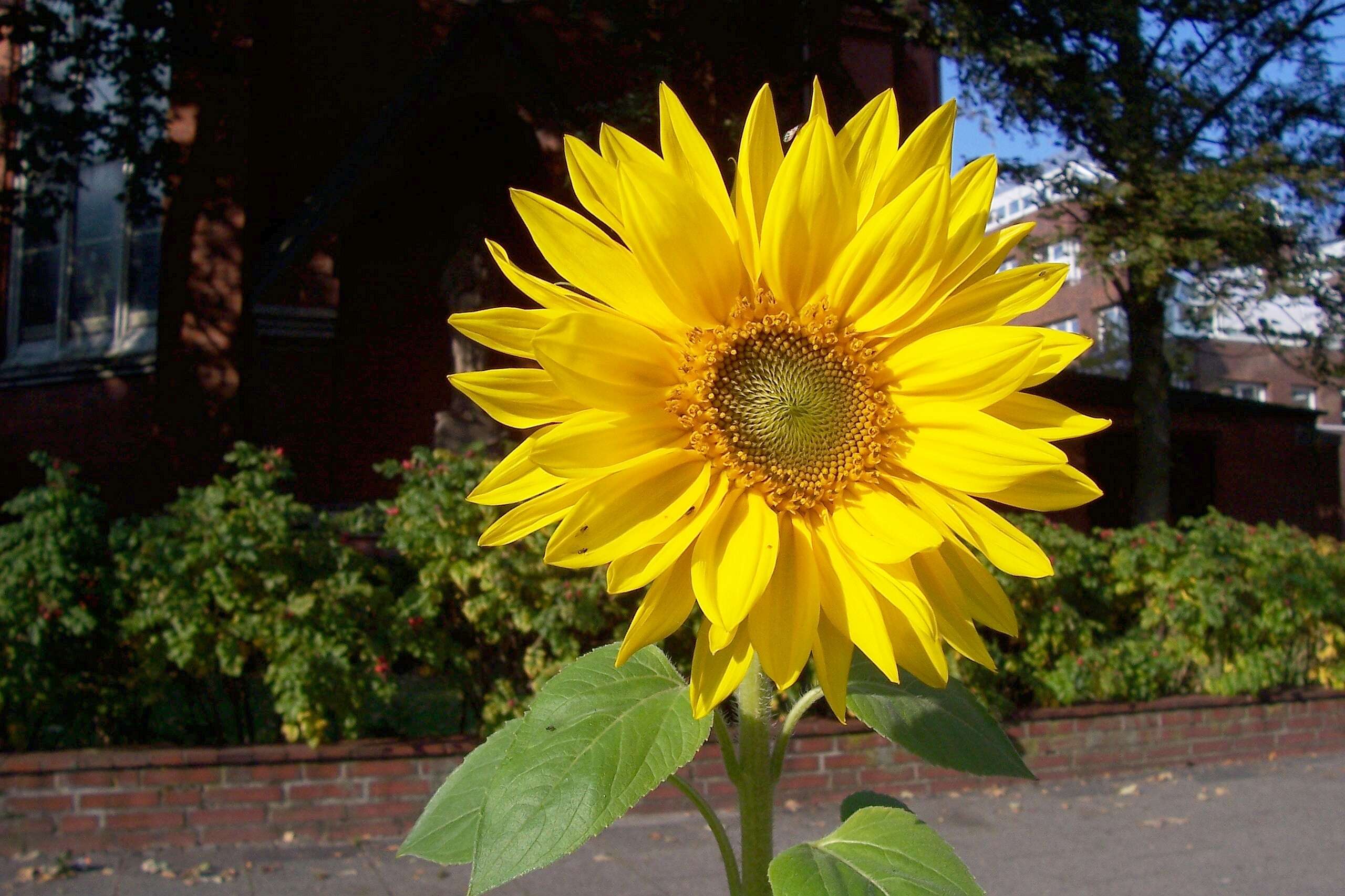 Image of common sunflower