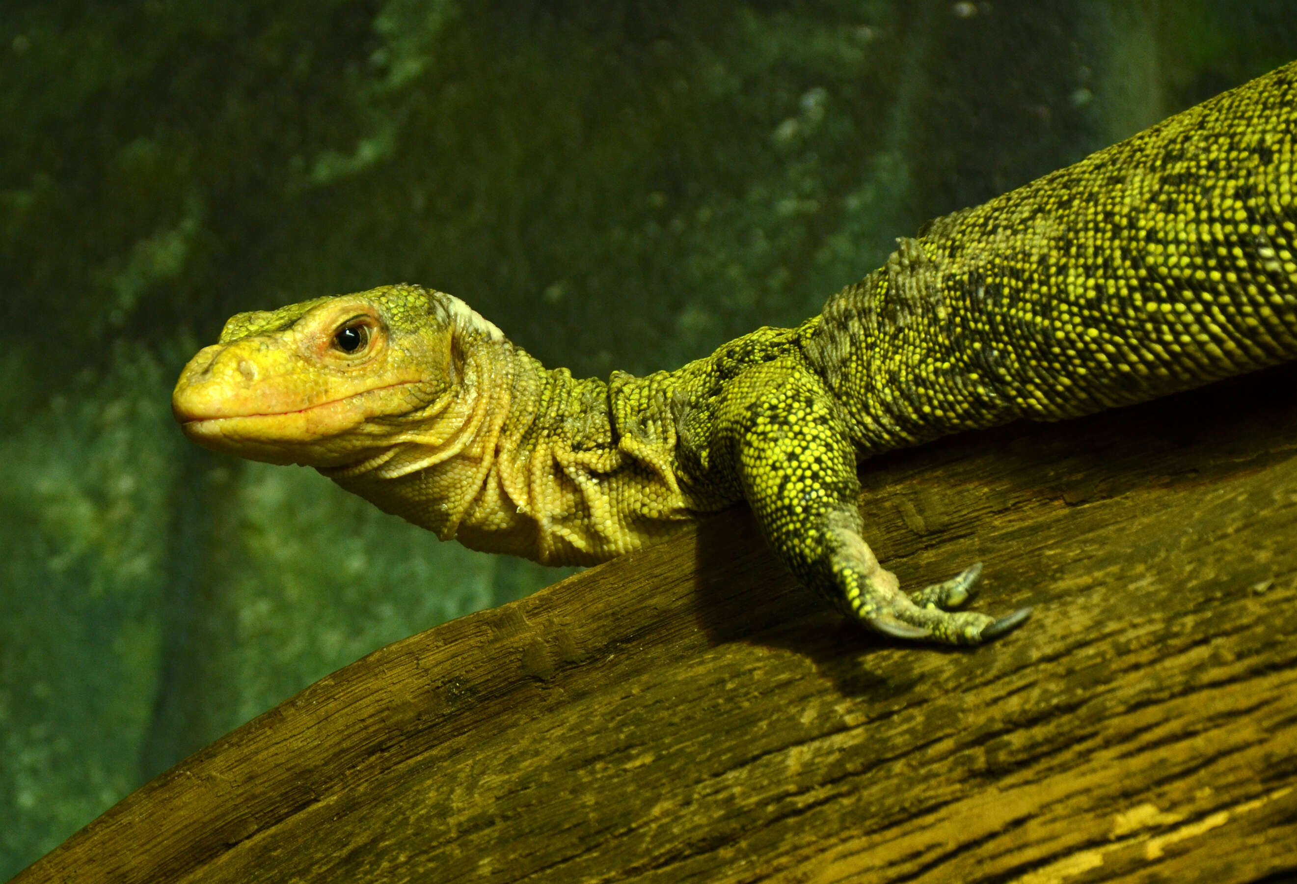 Image of Banggai Island monitor