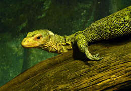 Image of Banggai Island monitor