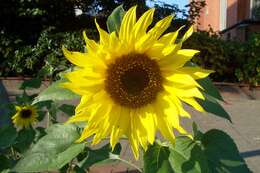 Image of common sunflower