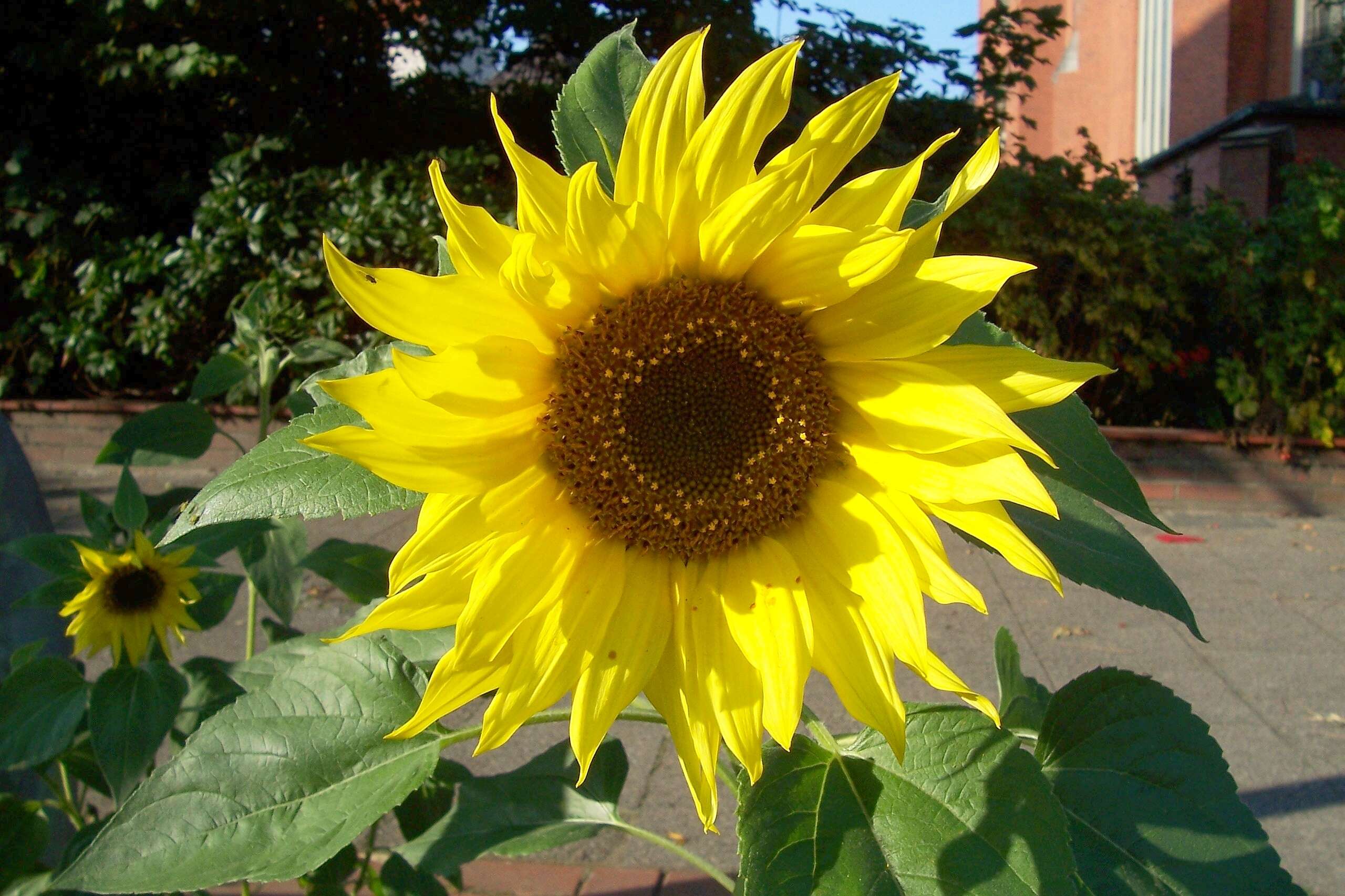 Image of common sunflower