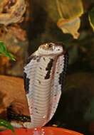 Image of Black And White Spitting Cobra