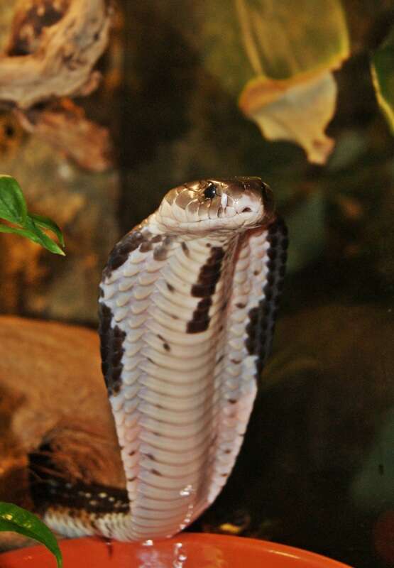 Image of Black And White Spitting Cobra