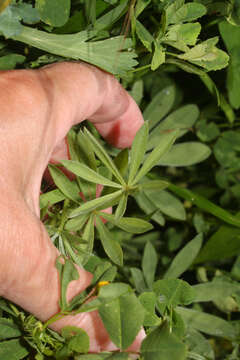 Image of European yellow lupine