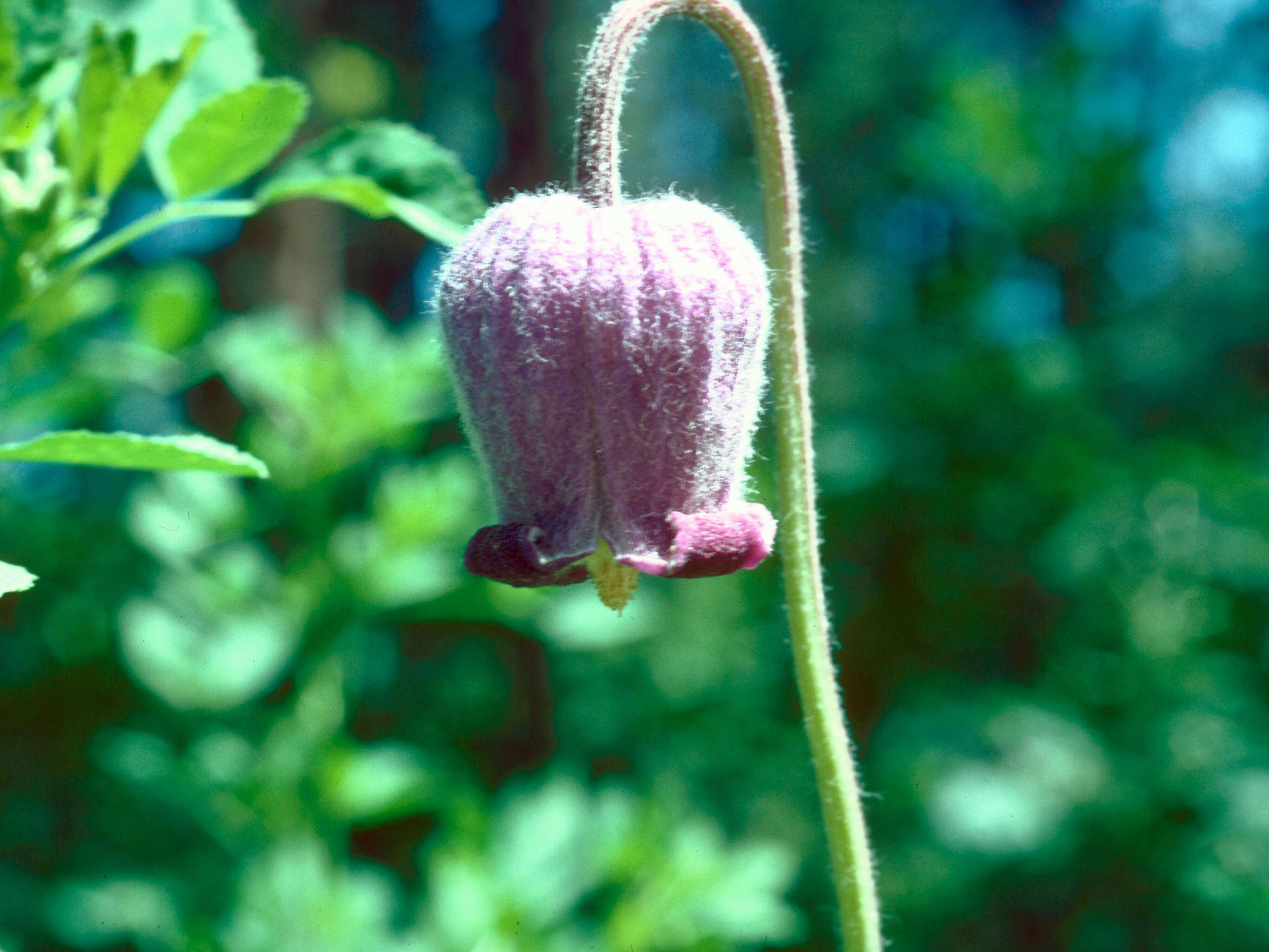 Image of hairy clematis