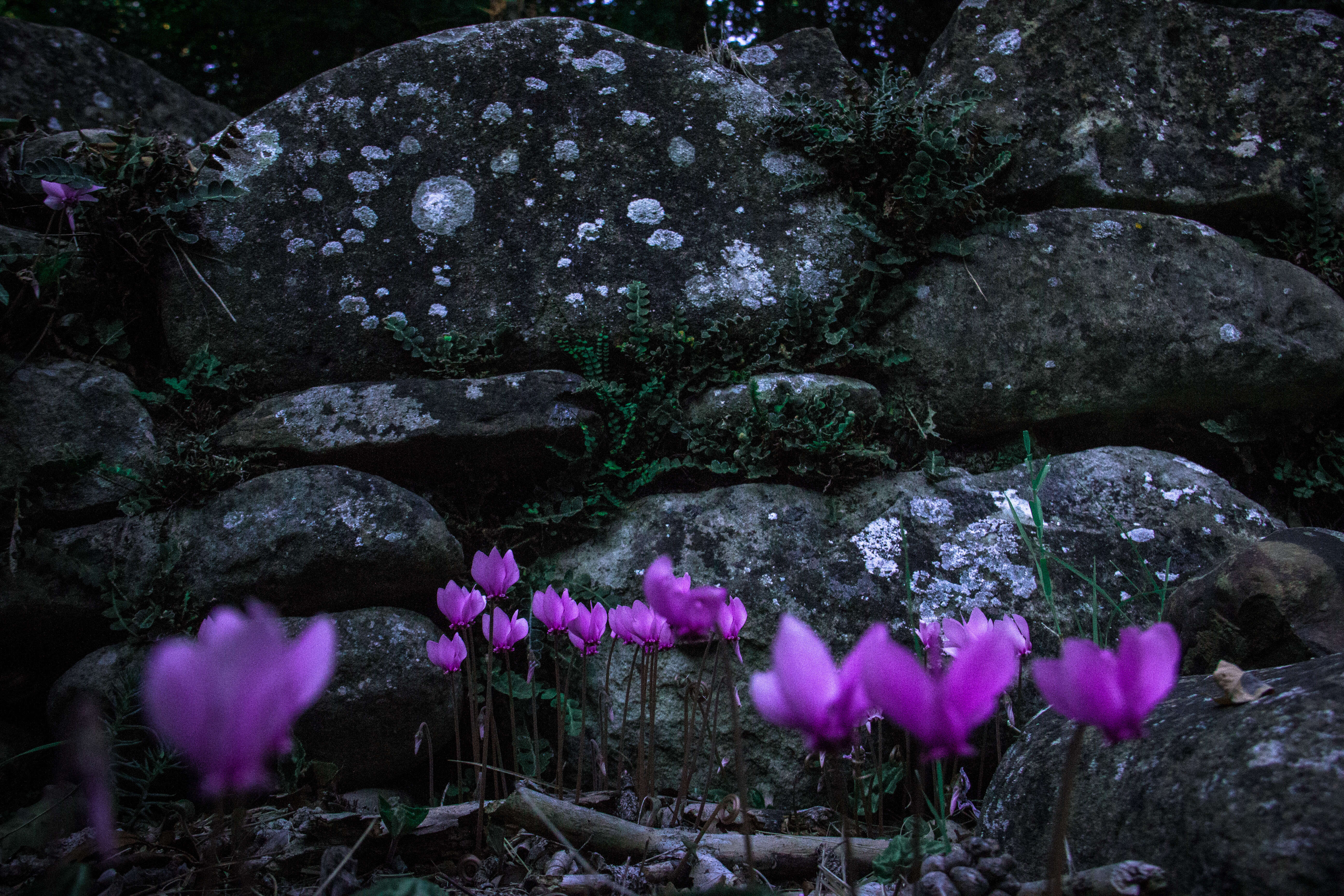 Слика од Cyclamen hederifolium Aiton