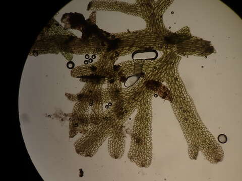 Image of Comb Liverwort