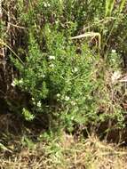 Image of Asperula conferta Hook. fil.