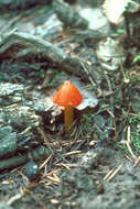 Image de Hygrophore conique