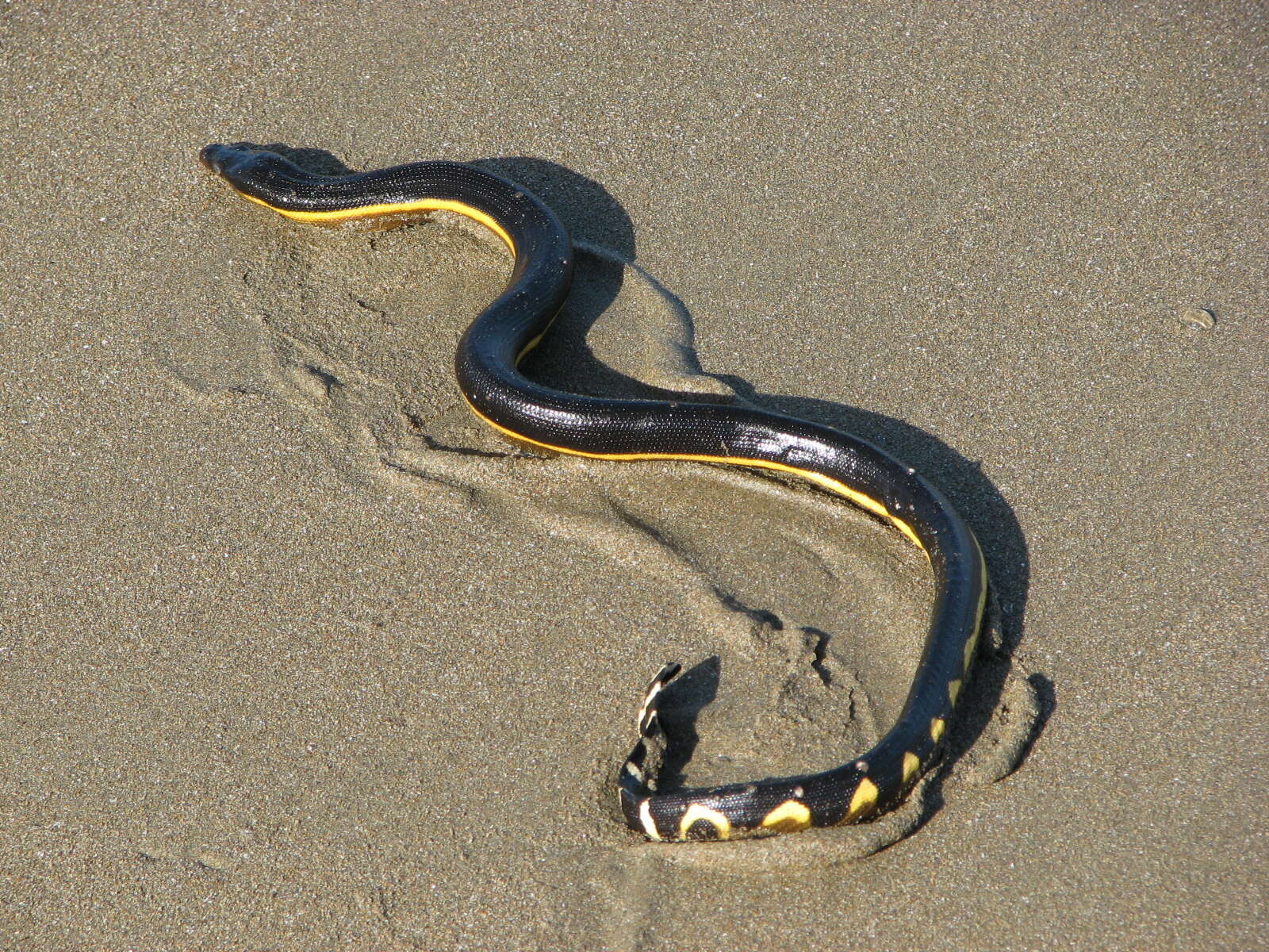 Image of Graceful small-headed or slender seasnake