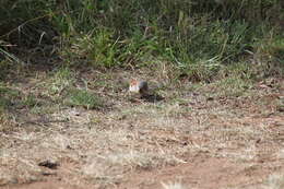 Image of Kenya Rufous-Sparrow