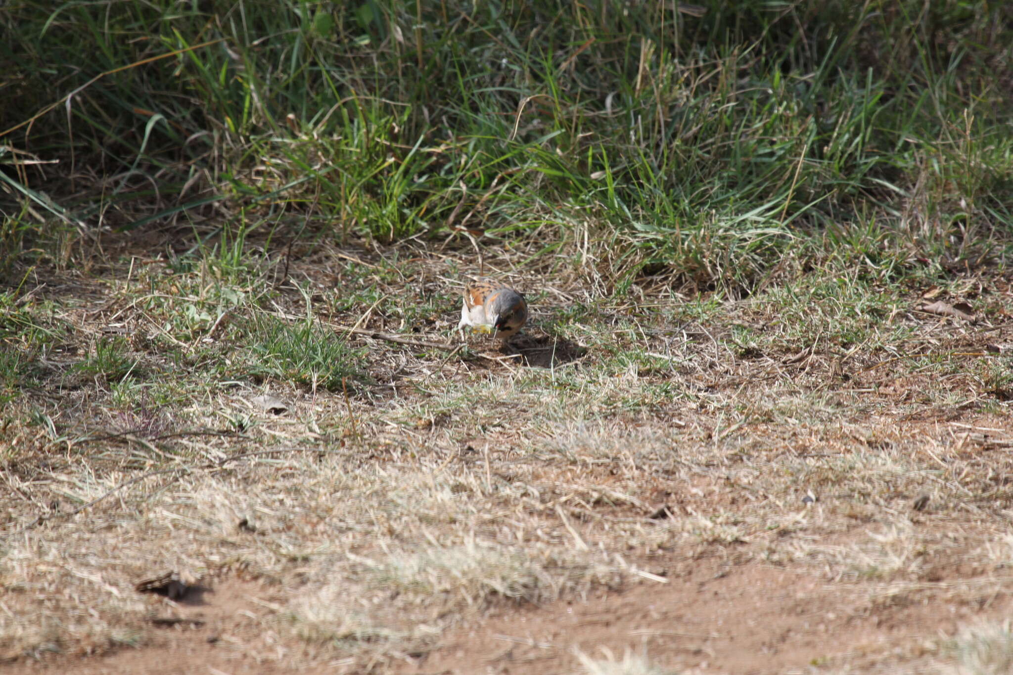 Image of Kenya Rufous-Sparrow