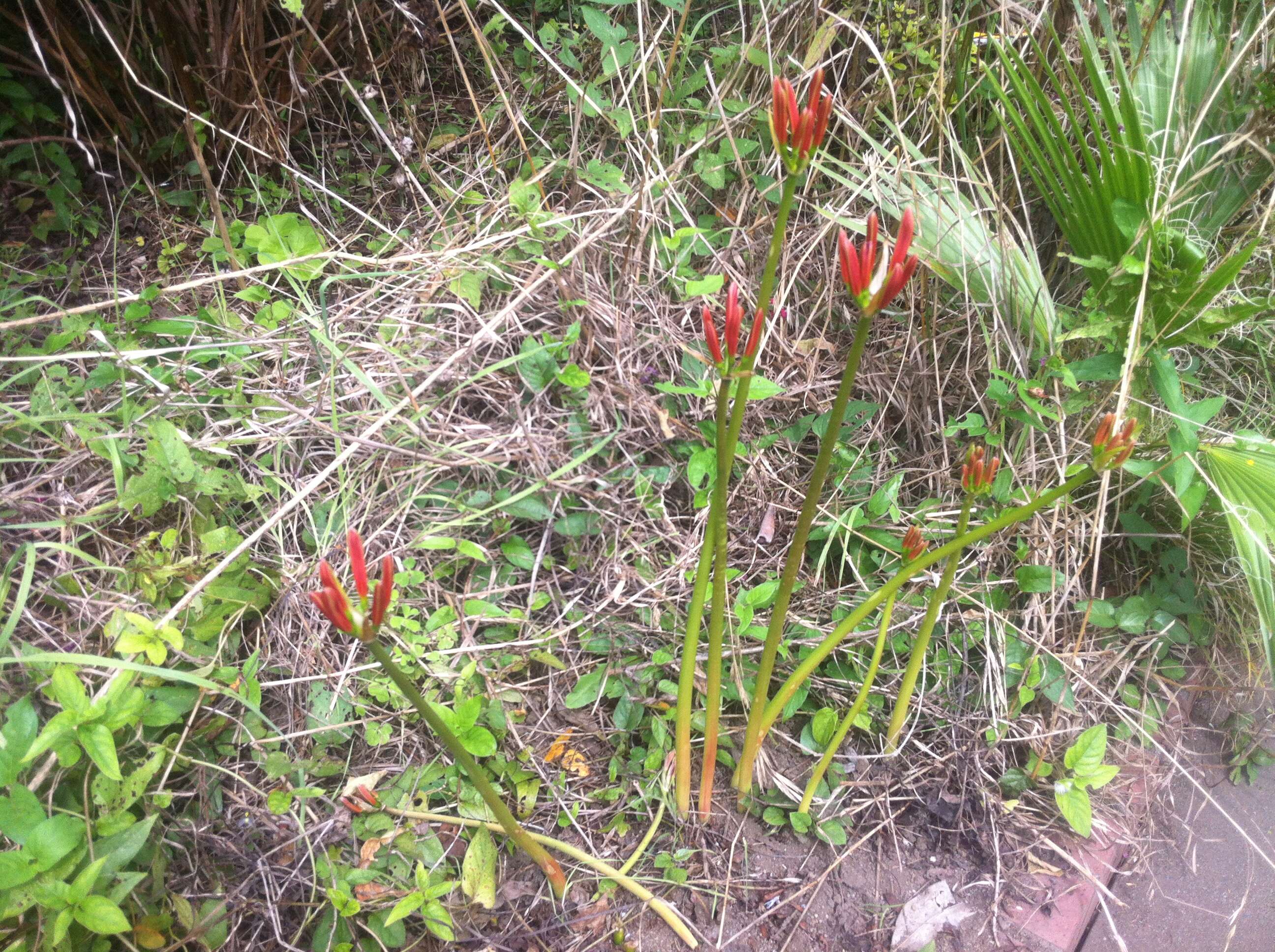 Image of red spider lily