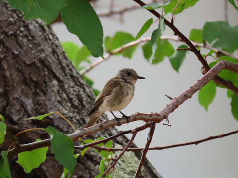 صورة <i>Muscicapa striata tyrrhenica</i>