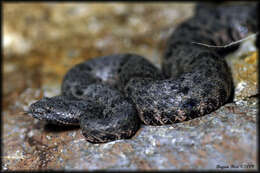 Crotalus lepidus lepidus (Kennicott 1861) resmi