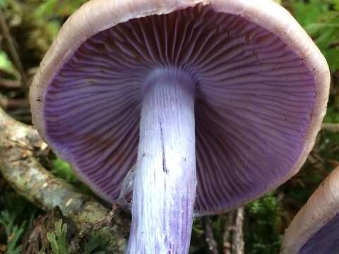 Image of Cortinarius bellus E. Horak 1990