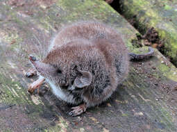 Image of white-toothed shrew