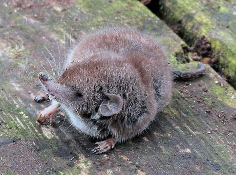 Image of white-toothed shrew