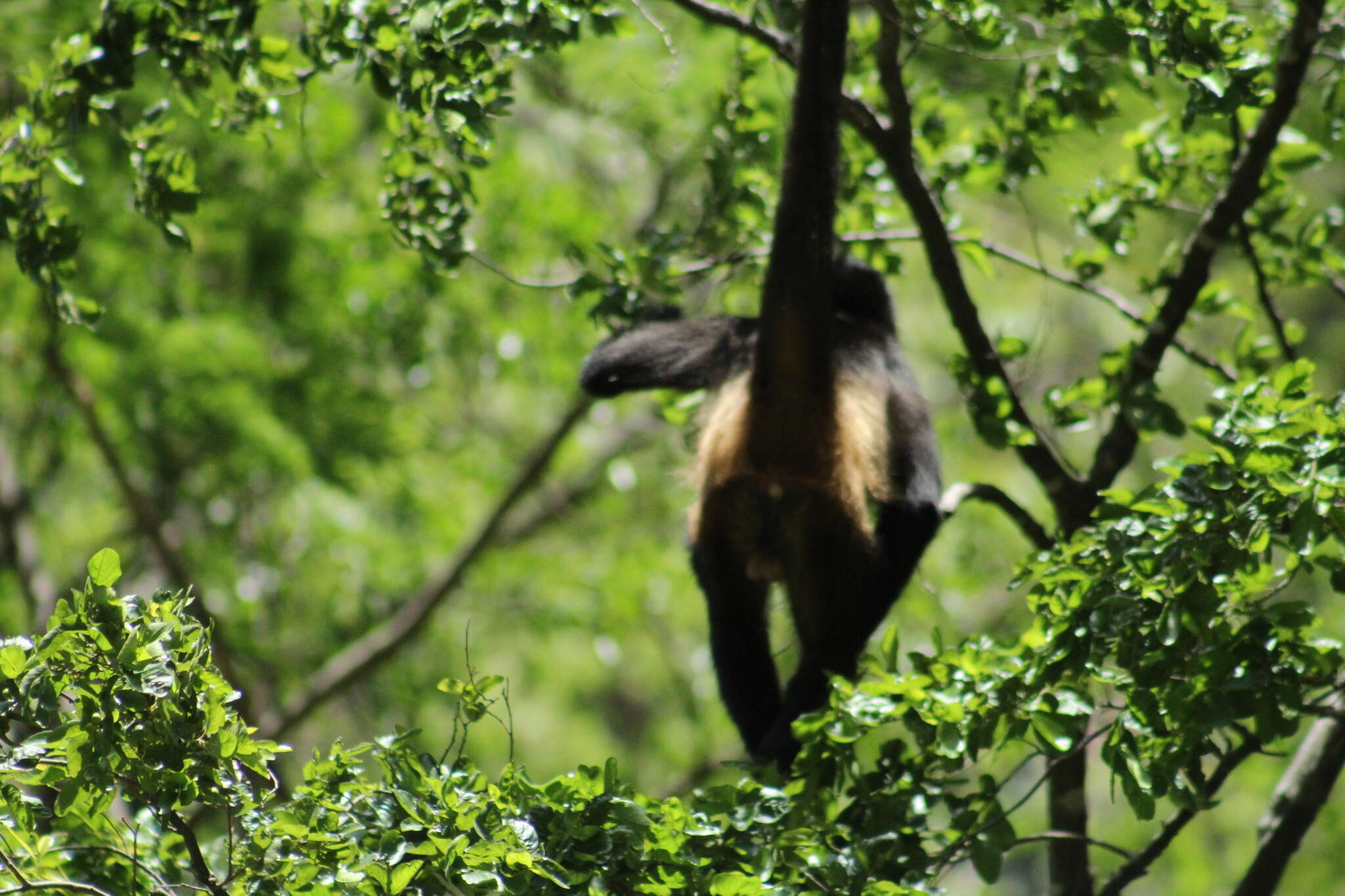 Image of Mexican spider monkey