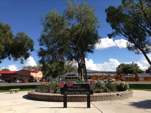 Image of Siberian Elm