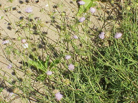 Слика од Knautia arvensis (L.) Coulter