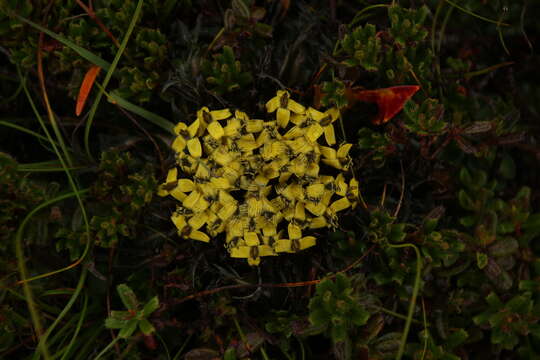 Image of Soroseris hookeriana (C. B. Cl.) Stebbins