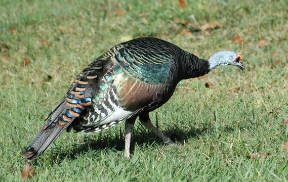 Image of Ocellated Turkey